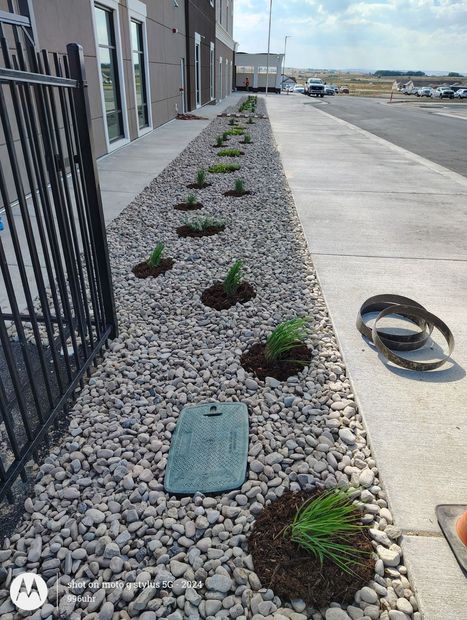 A row of small green plants is planted in mulch and surrounded by gravel along a building sidewalk and metal fence.