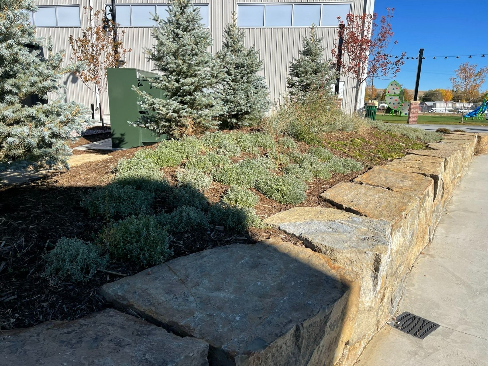 A stone retaining wall bordering a garden bed with blue-green shrubs, evergreens, and a building facade in the background.
