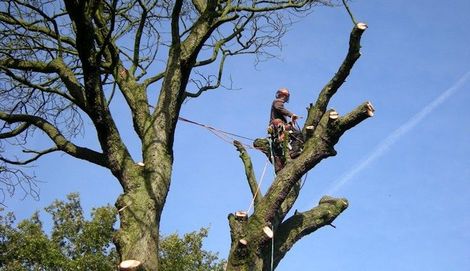 Tree worker standing high in a trimmed tree branch against a blue sky.