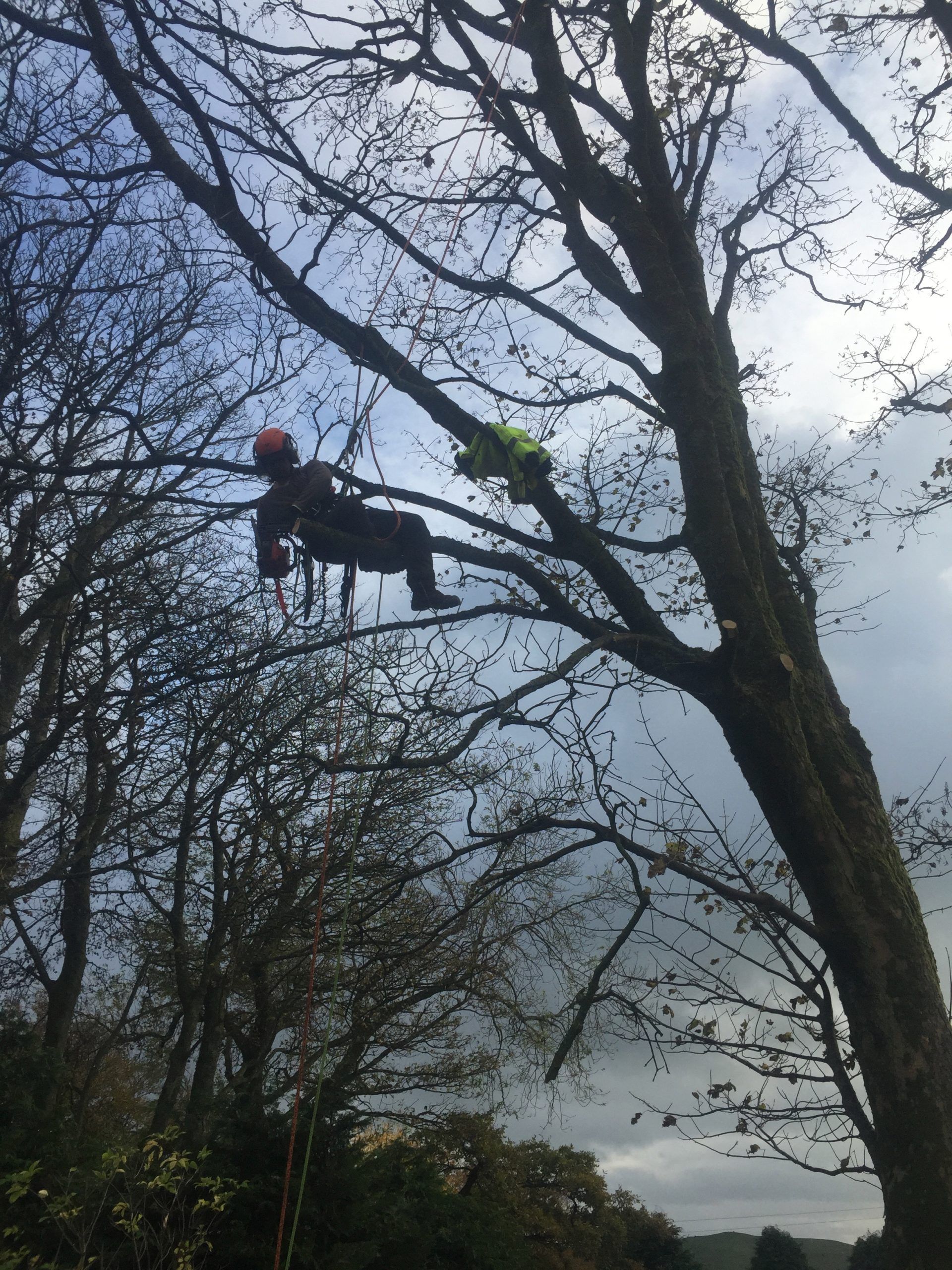 Person in a tree with climbing gear, silhouetted against a cloudy sky in a wooded area