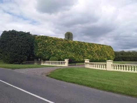 Person trimming a green hedge with an orange electric hedge trimmer