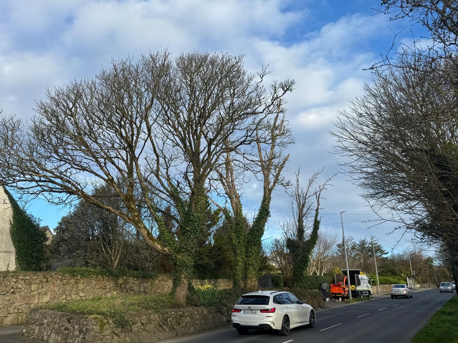 Leafless trees line a roadside with parked cars under a cloudy blue sky.