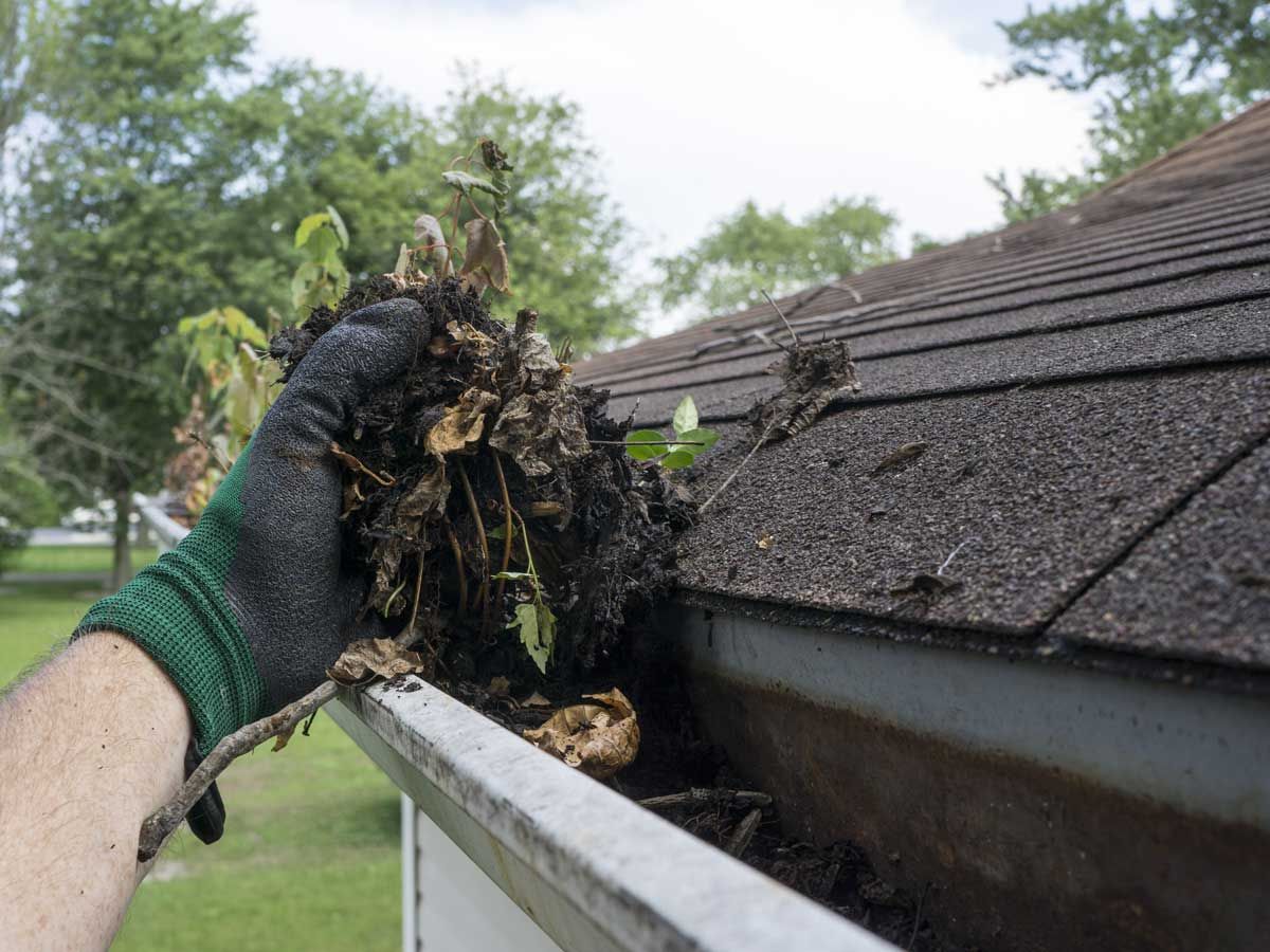 Gloved hand removing wet debris from a roof gutter beside dark shingles and trees