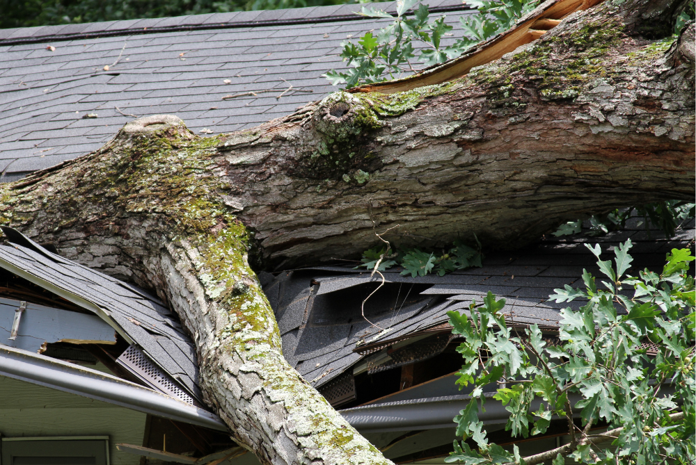 Large tree trunk fallen onto a house roof, crushing the eaves and shingles