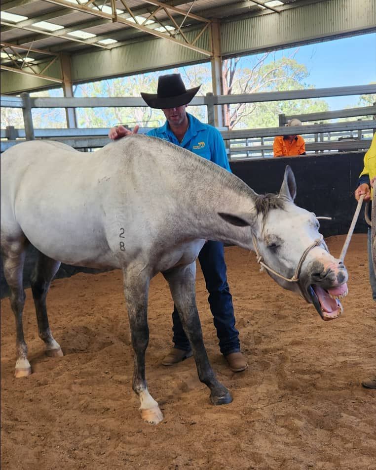 A Man Standing Next To A White Horse With Its Mouth Open — Jono Battle Equine Services In Charters Towers, QLD