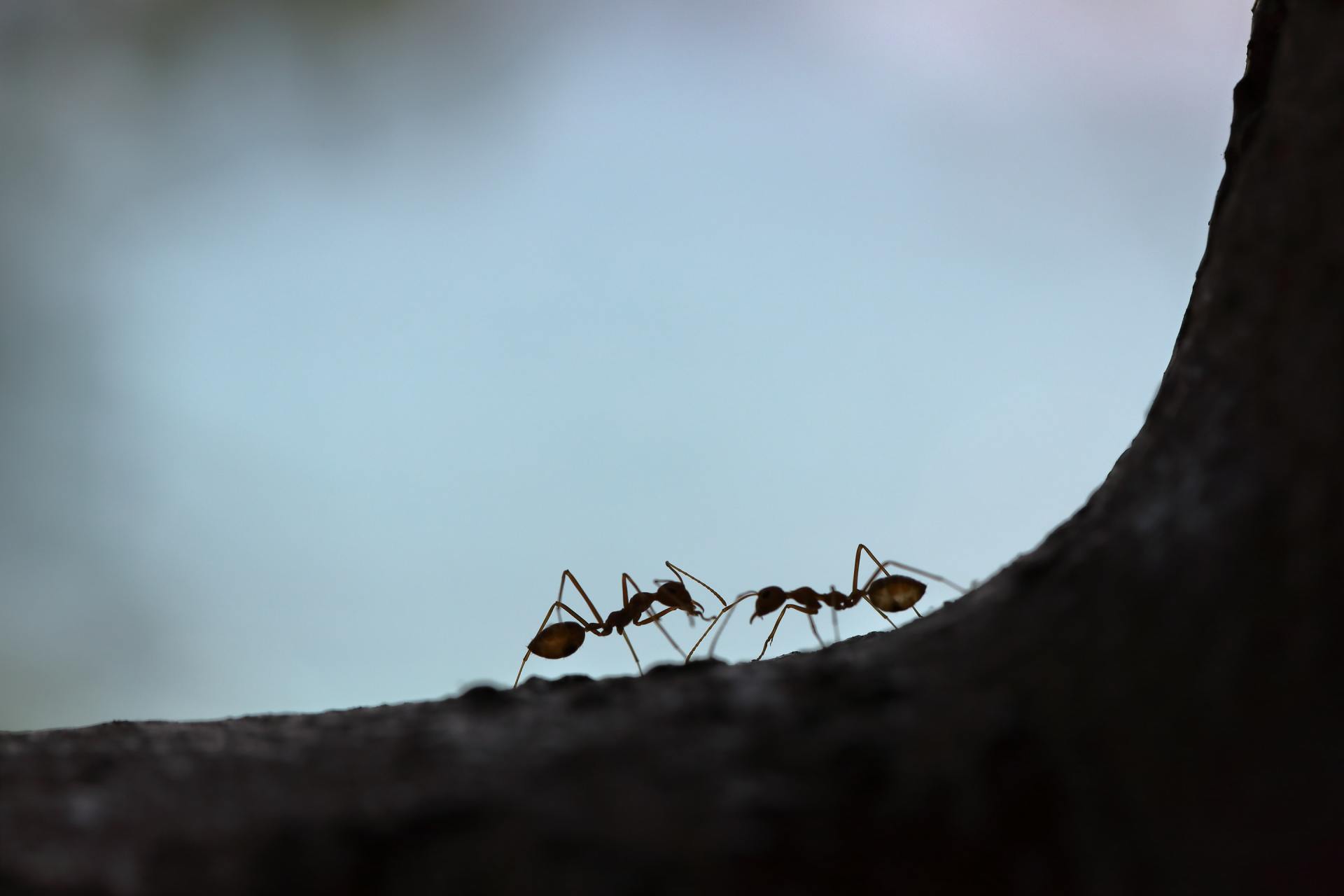 Deux fourmis se découpent sur un ciel bleu clair, se rencontrant sur une surface sombre et incurvée.