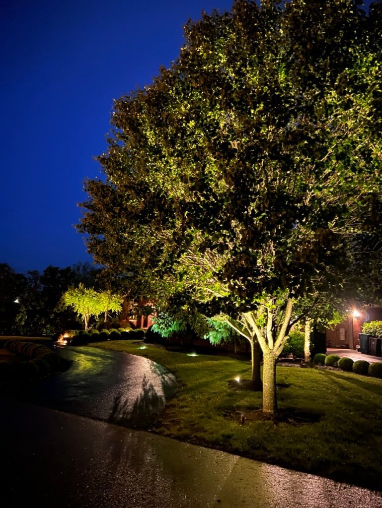A row of trees are lit up at night in a yard.