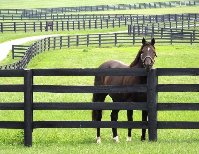 A horse standing behind a black fence in a field