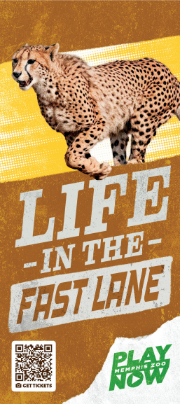 A cheetah on a poster that says life in the fast lane