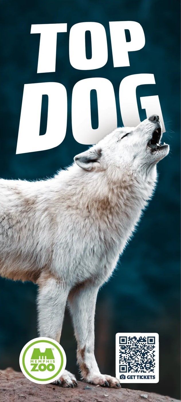 A white wolf is howling at the top of a rock.