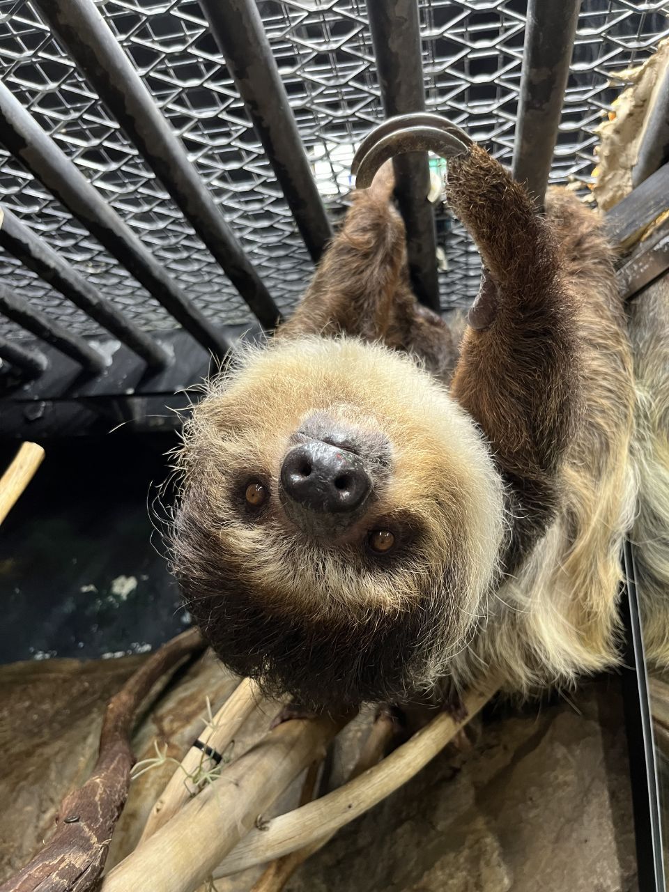 A sloth is hanging upside down in a cage.