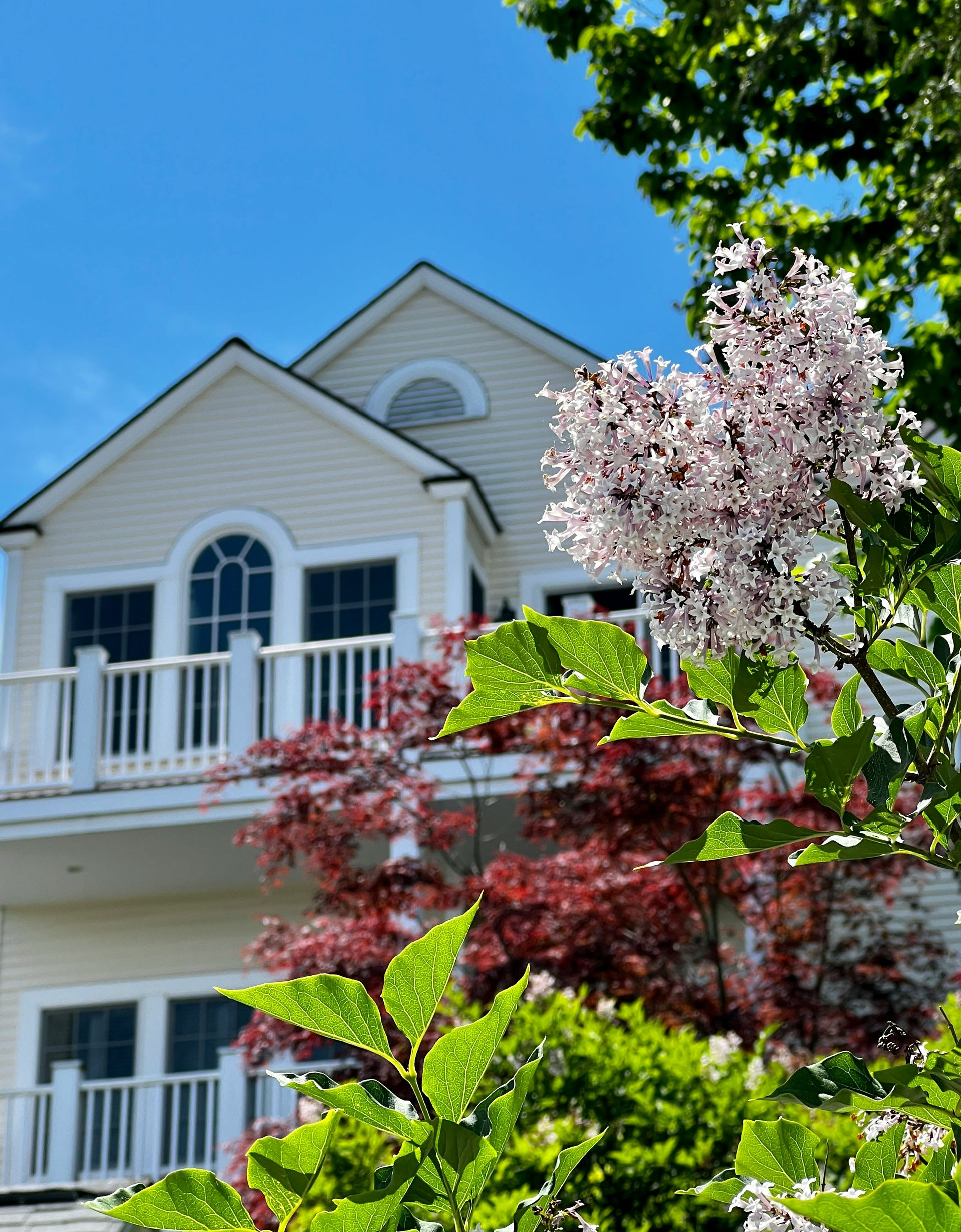 A light-colored two-story house with balconies, partially obscured by purple lilac blossoms and a small red tree.
