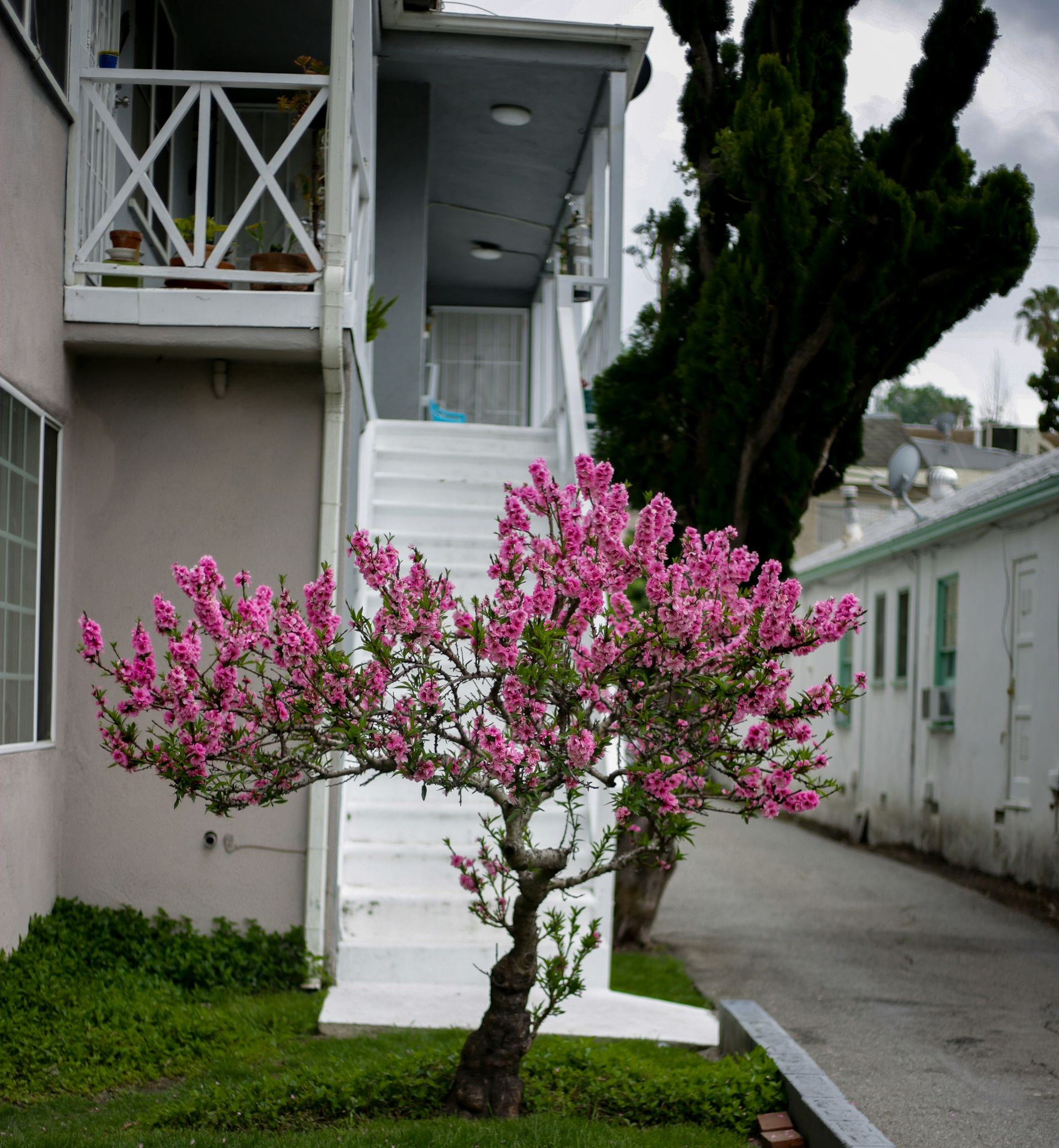 Pink flowering tree in front of a white staircase and building with a narrow walkway.