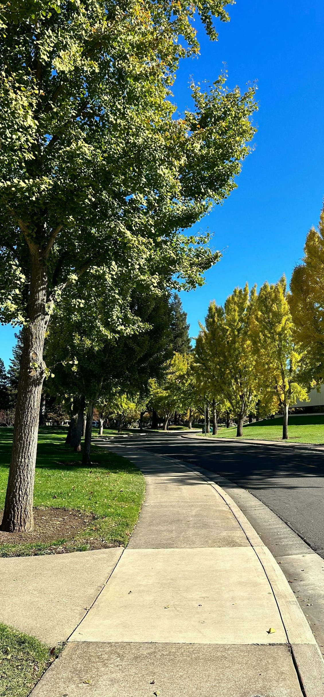 Sunny suburban sidewalk beside trees and a quiet road under a clear blue sky.