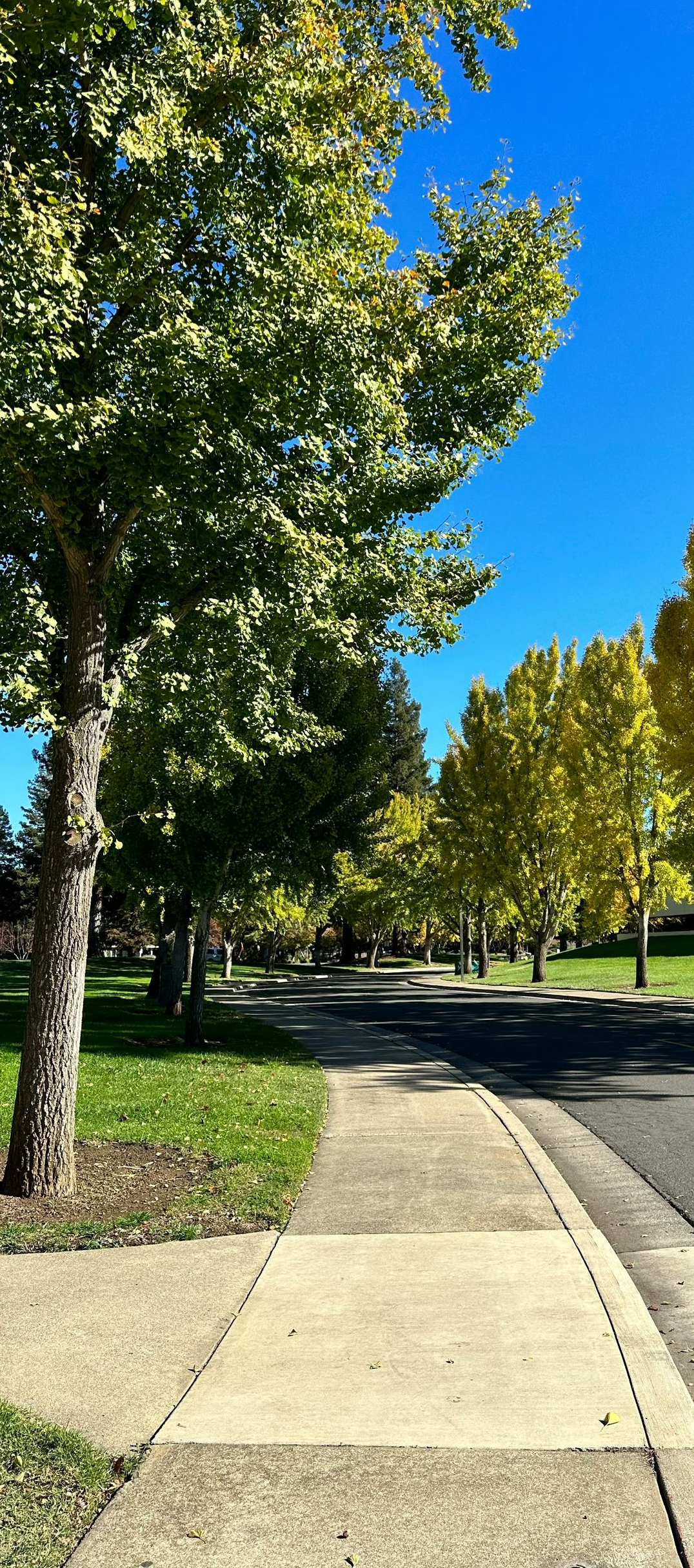 Sunny suburban sidewalk beside trees and a quiet road under a clear blue sky.