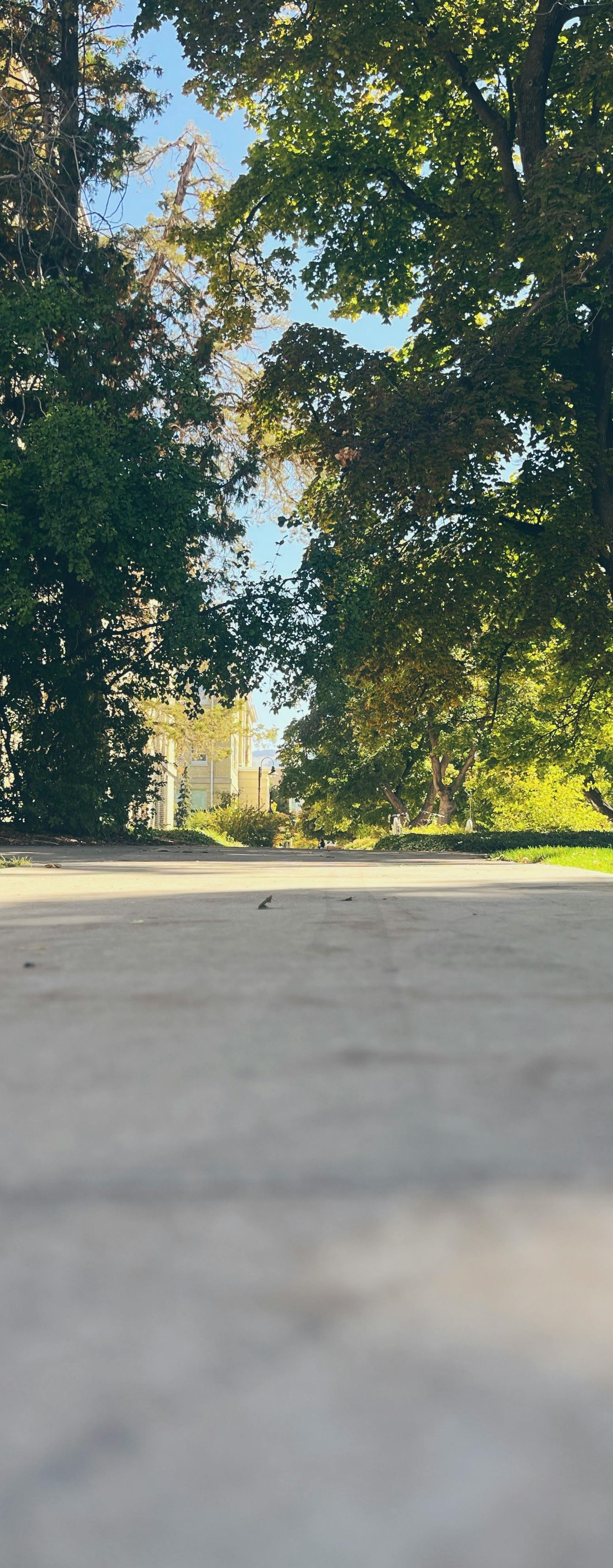 Sunlit park path lined with tall trees and green foliage