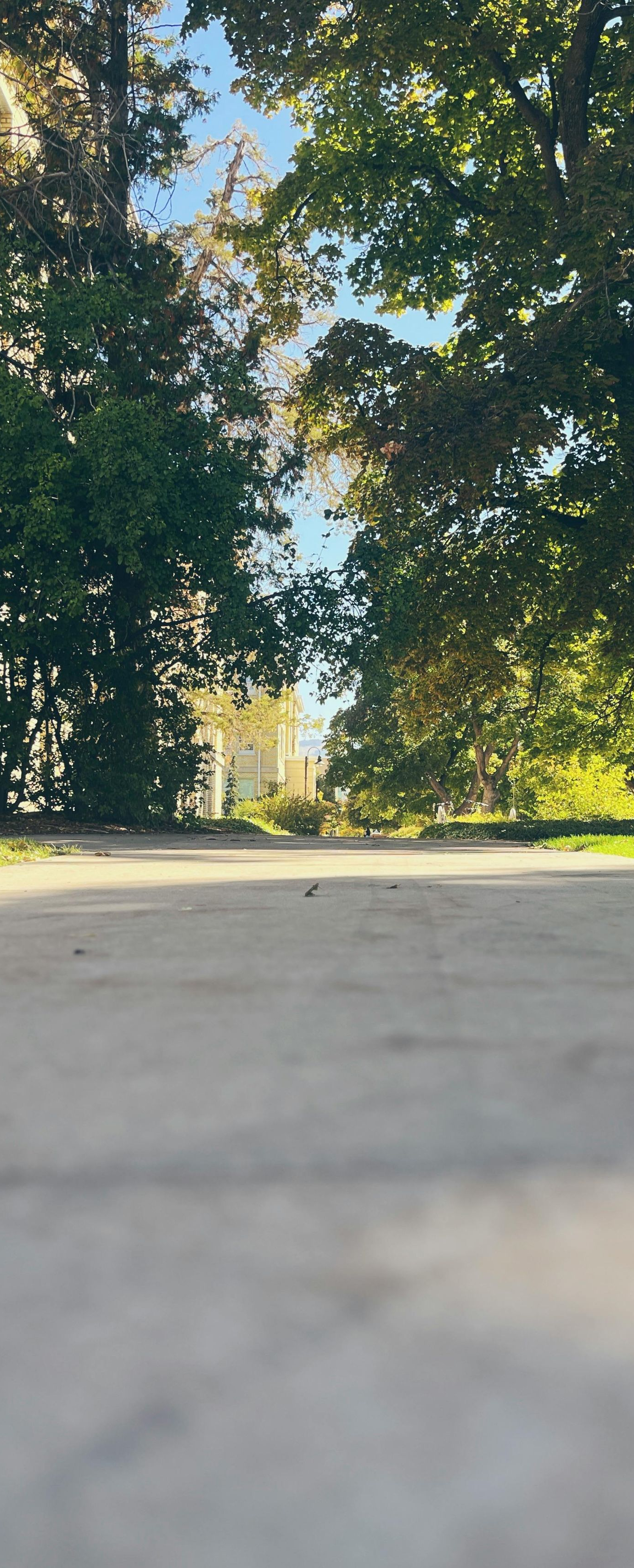 Sunlit park path lined with tall trees and green foliage