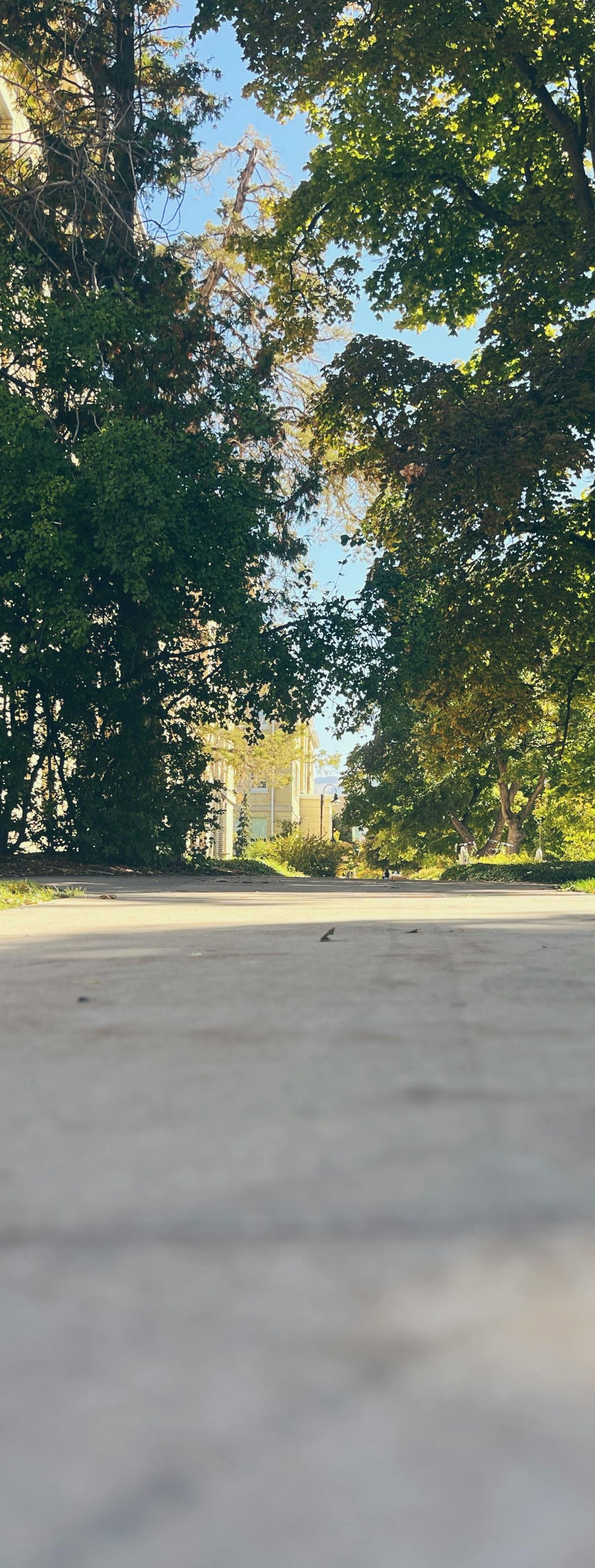 Sunlit park path lined with tall trees and green foliage