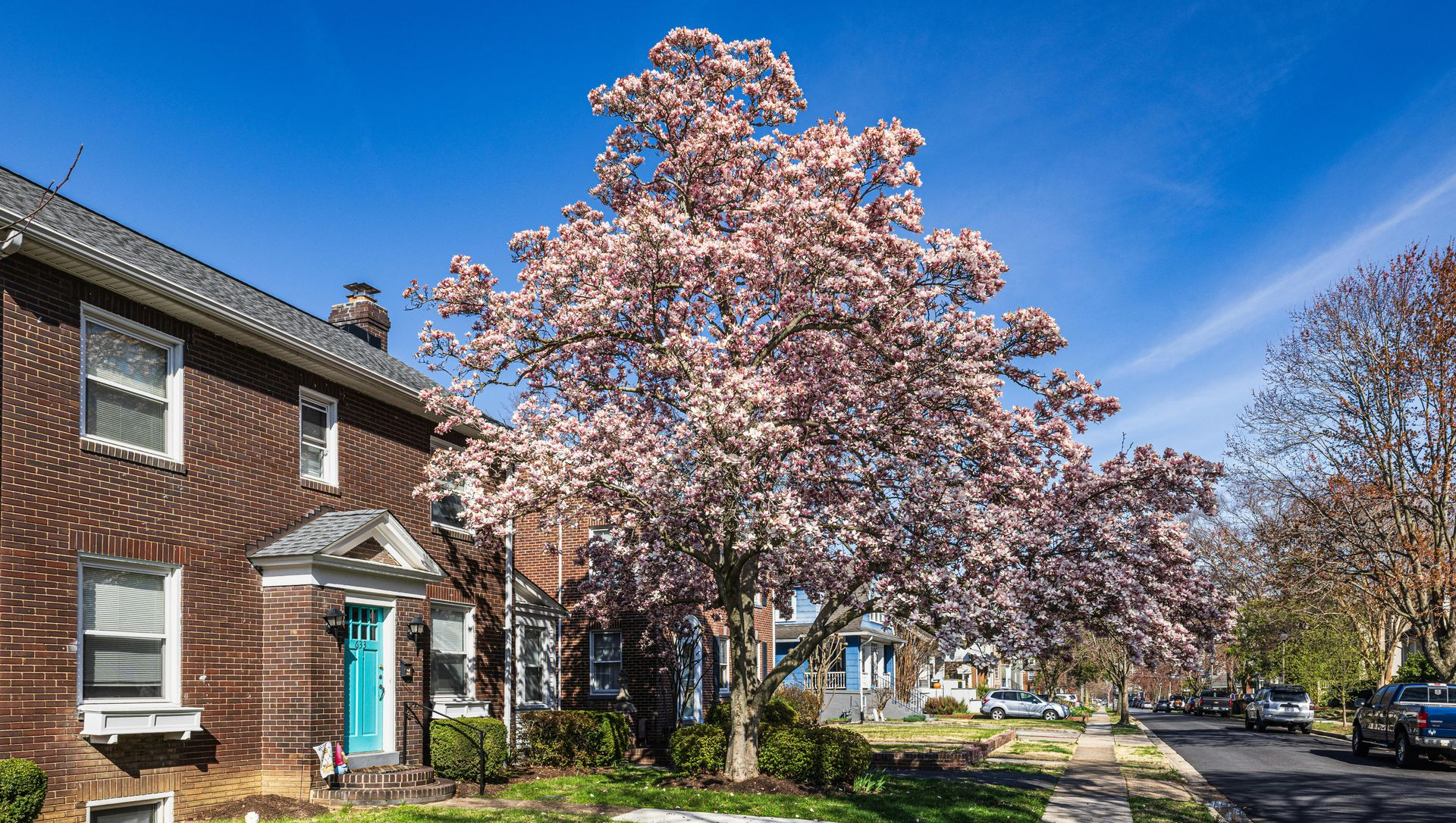 Tree-lined residential street with brick houses, blooming pink trees, and a sunny sidewalk