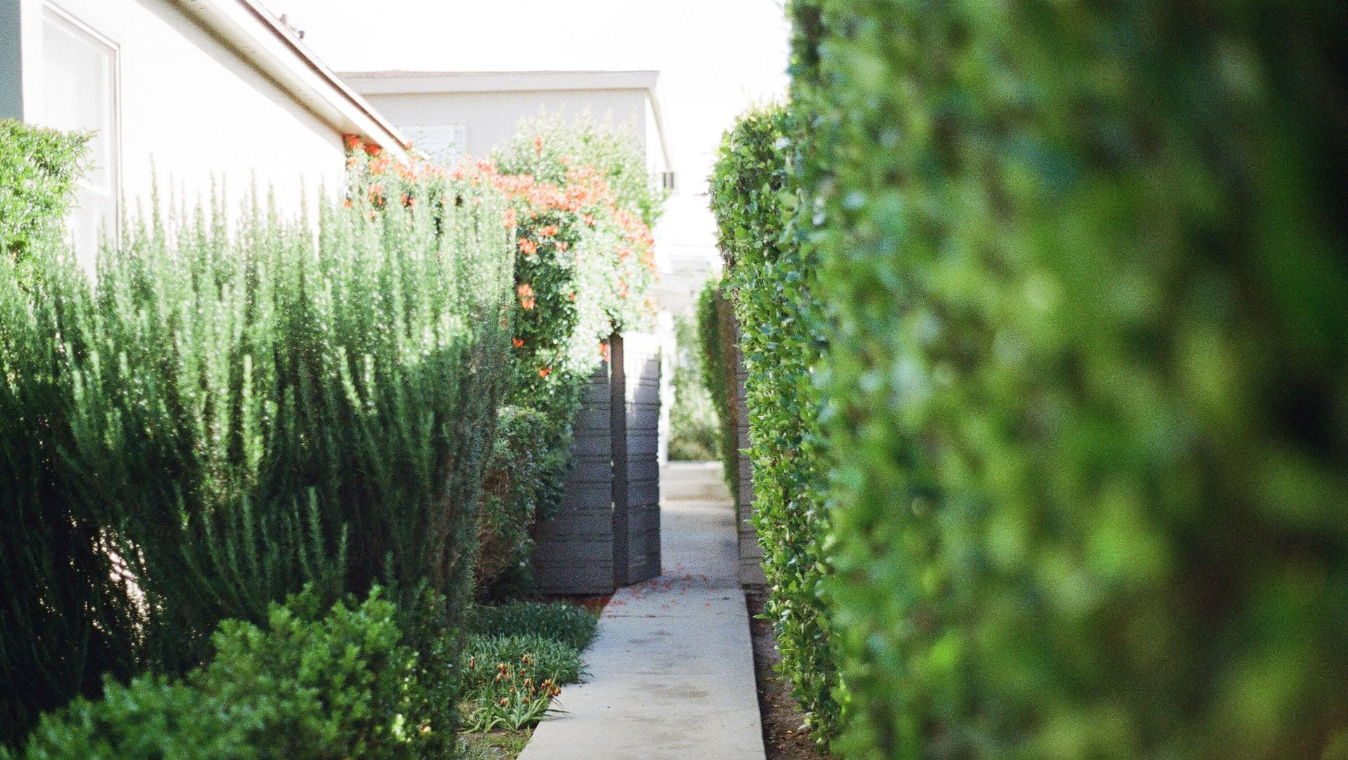 Narrow concrete path between tall green hedges in a sunlit garden courtyard