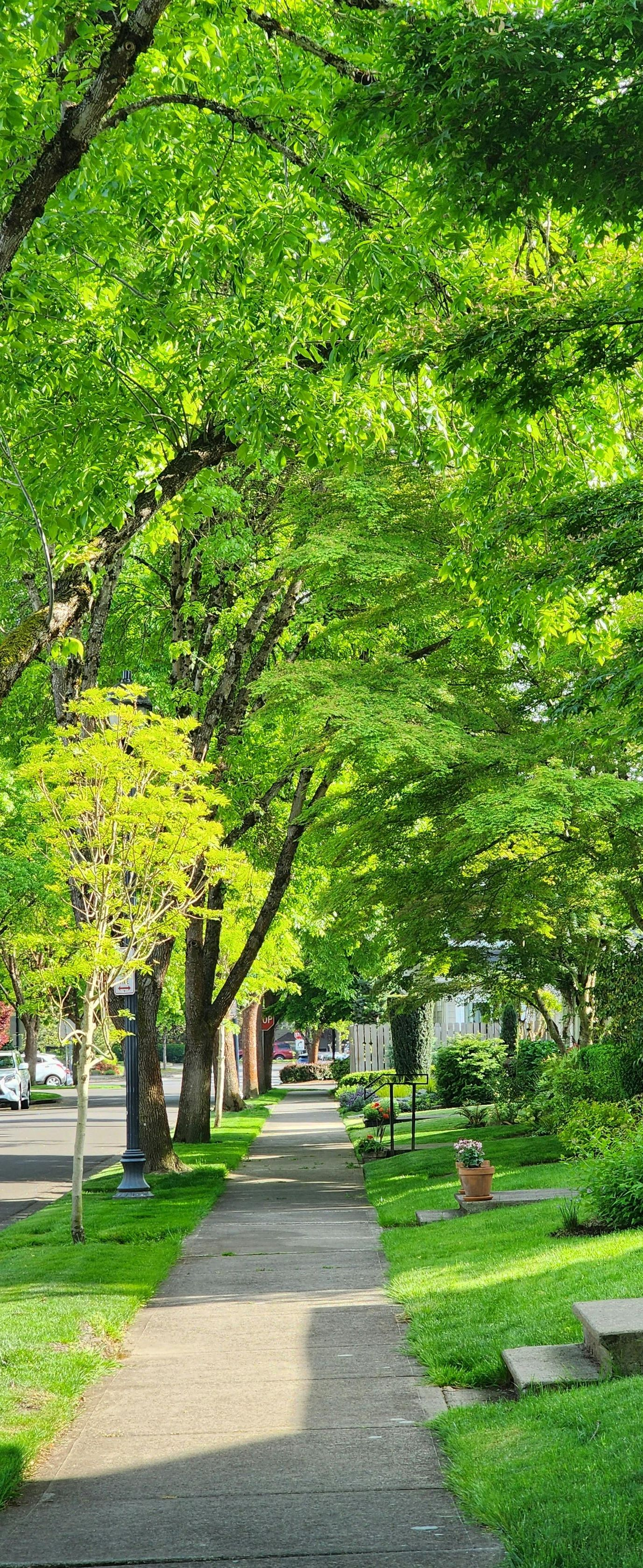 Tree-lined sidewalk in a sunny park with lush green grass and benches