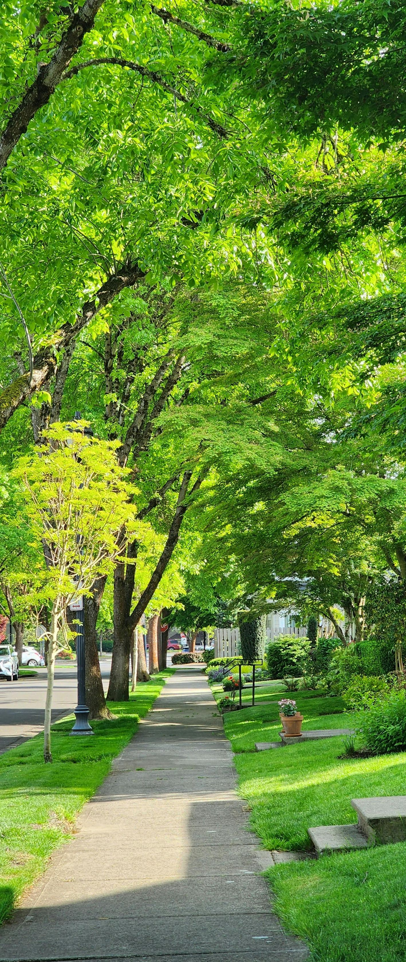 Tree-lined sidewalk beside a grassy park on a sunny day