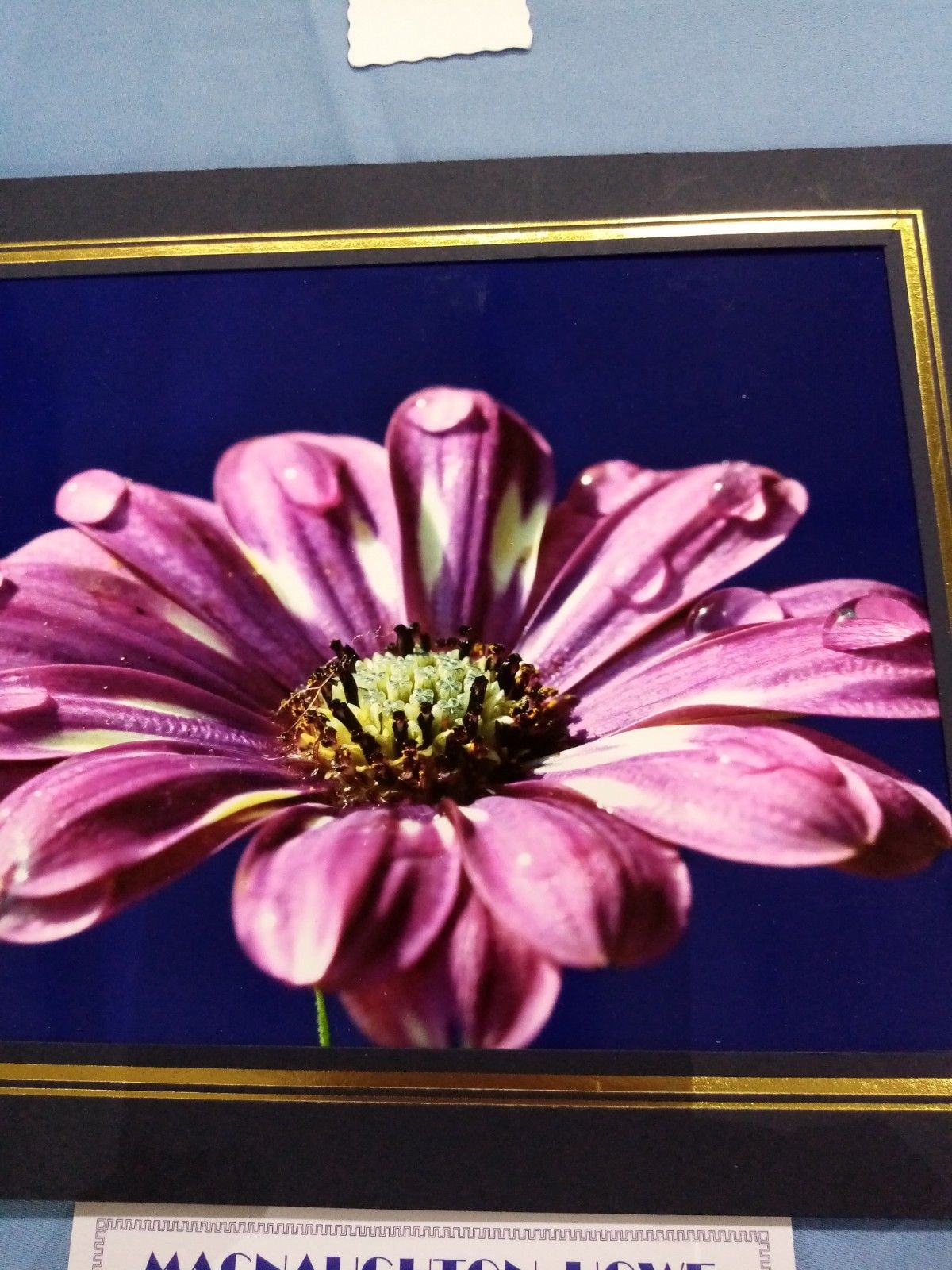 A framed picture of a purple flower with a blue background