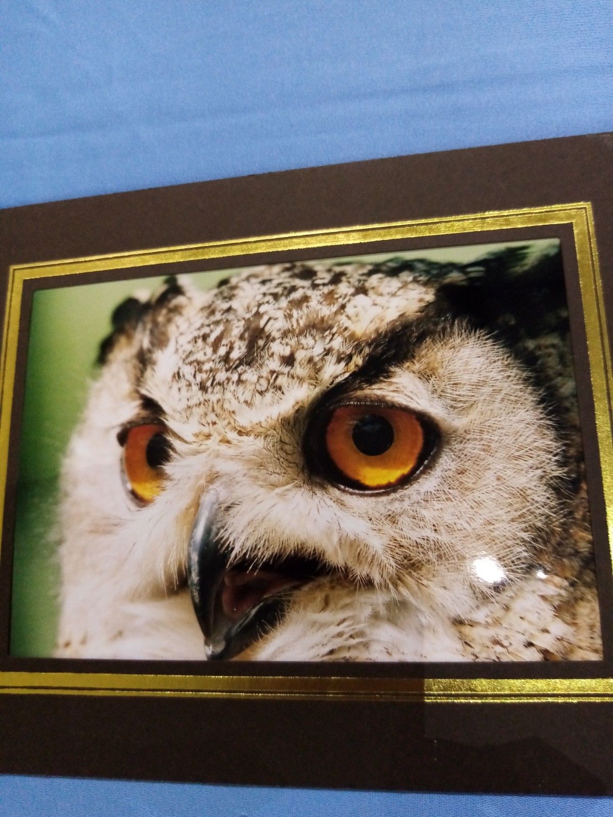 A close up of an owl 's face with yellow eyes