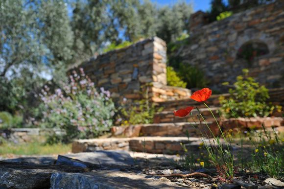 A red flower is growing out of the ground in front of a stone wall.