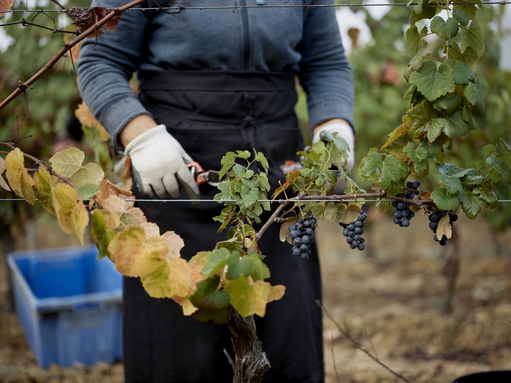 bairrada vindimas 2022 enoturismo