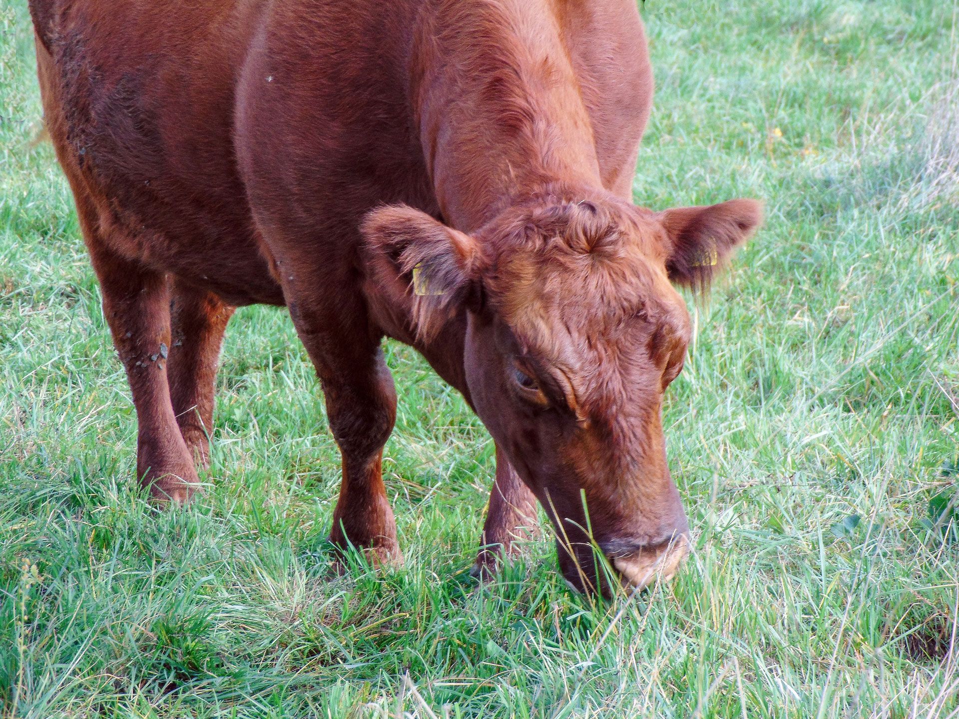 Brown cow grazing in a grassy field with its head down