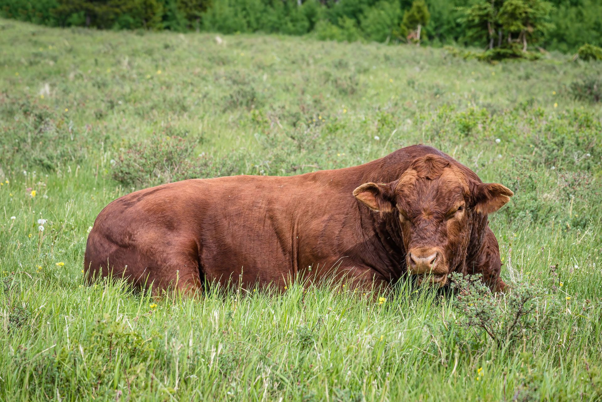 Brown cow lying in tall green grass in a field