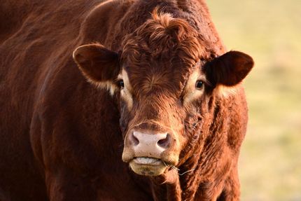 Black cattle standing behind a wooden fence in a grassy field