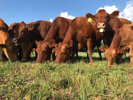 Brown cows grazing in a green field under a blue sky