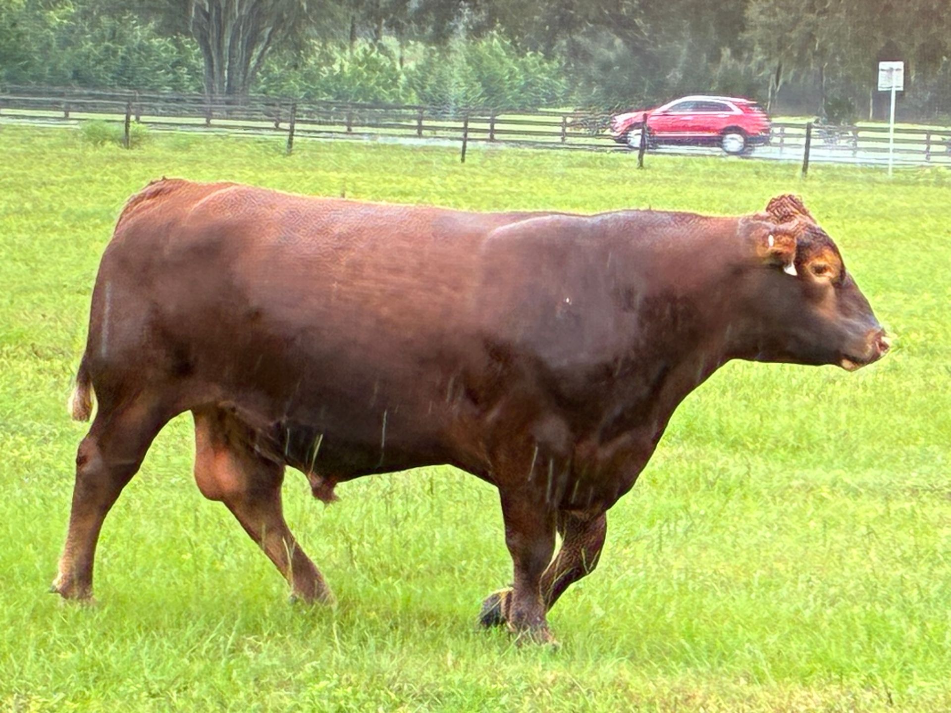 Cows stepping out of a barn onto a grassy field on a sunny day