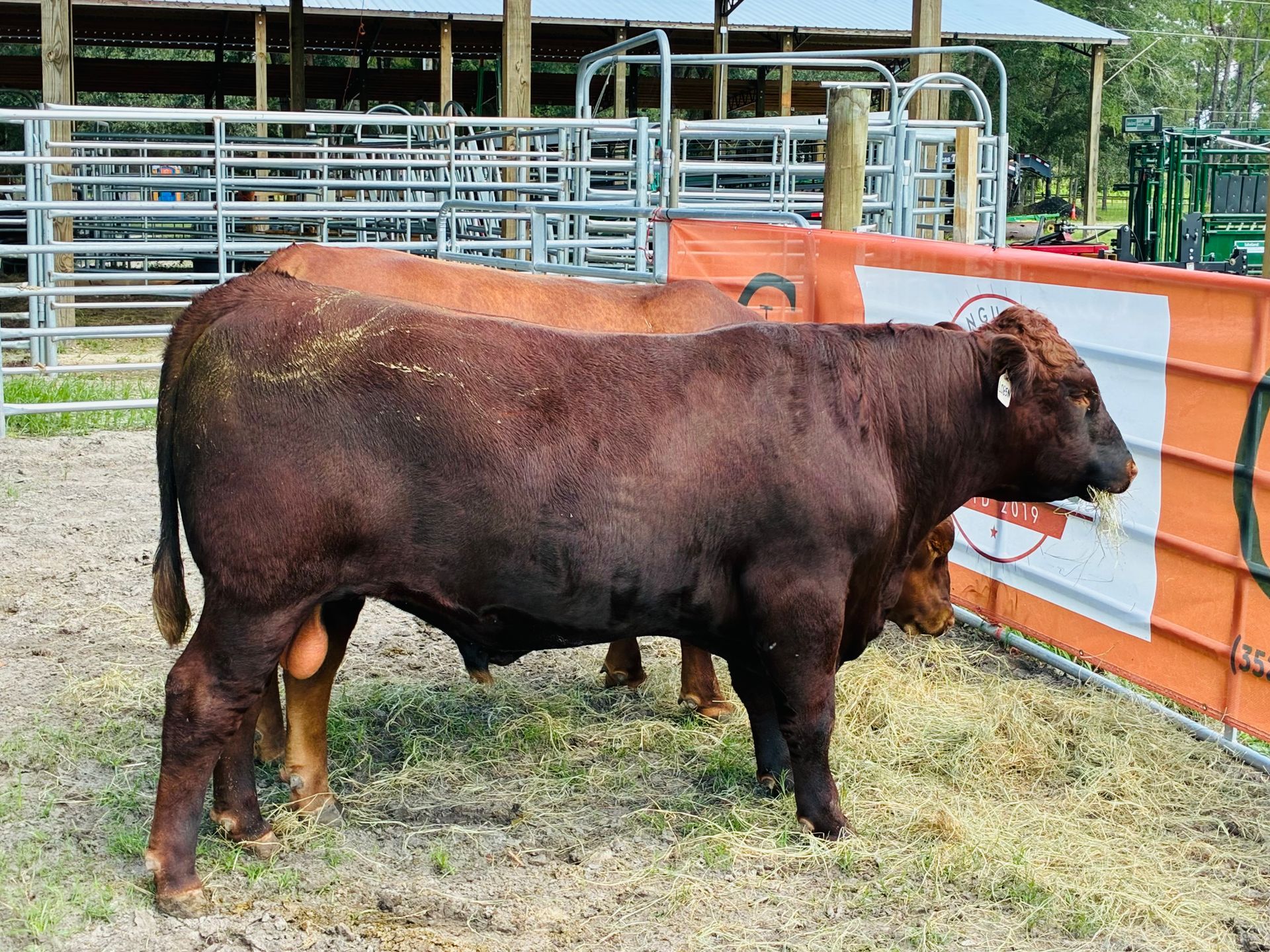 Farmer feeding cows in a large barn with a blue bucket and rows of cattle