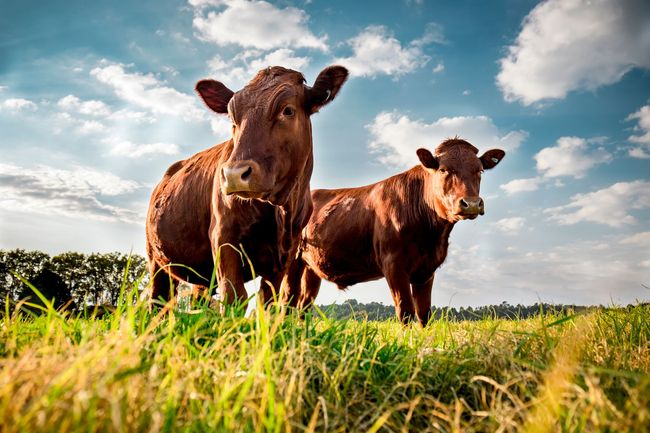 Two brown cows standing in a grassy field under a blue sky with clouds