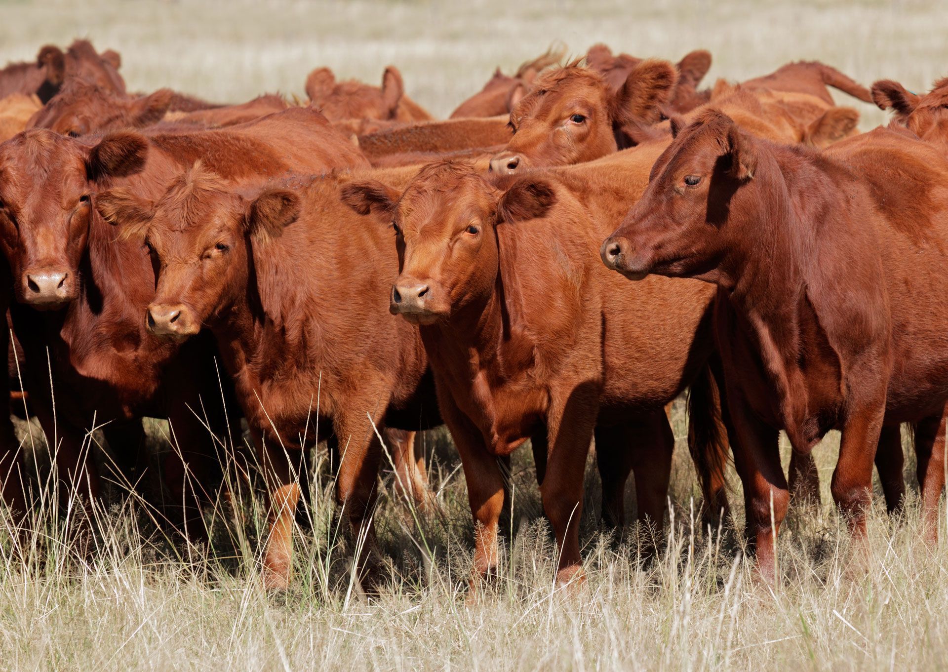 Herd of reddish-brown cattle standing in dry grassland