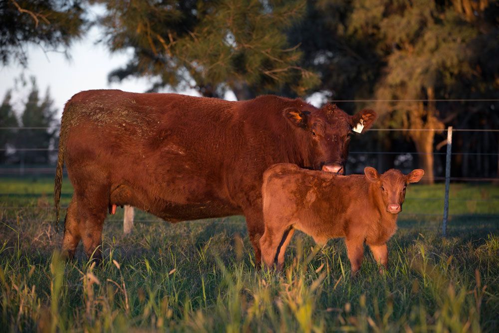 Red angus cow and calf standing in tall grass at sunset near a fence