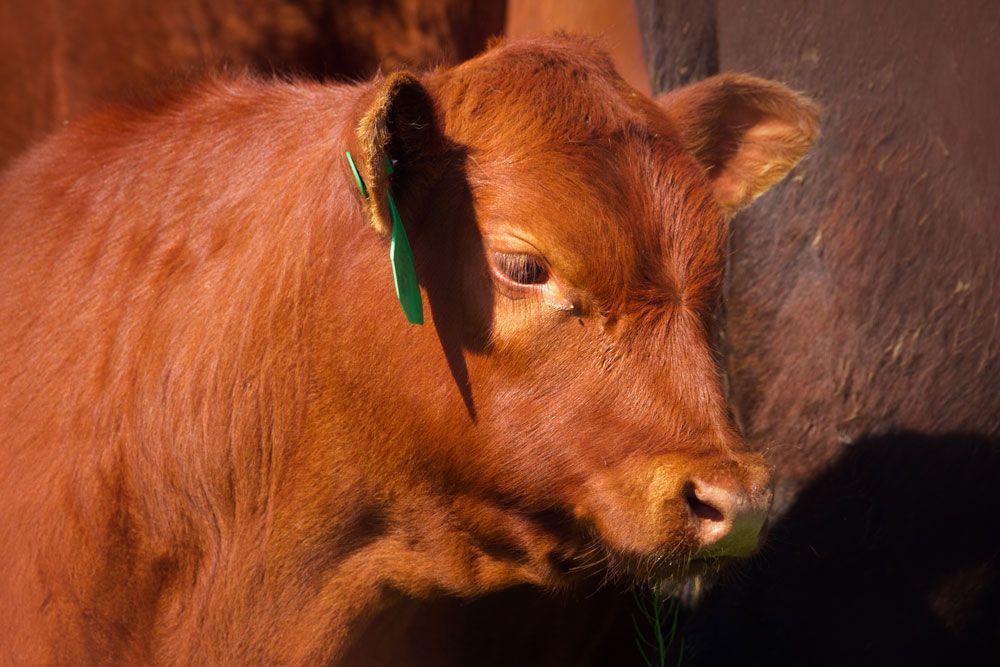 Close-up of a angus cattle with a green ear tag, standing against a dark background.