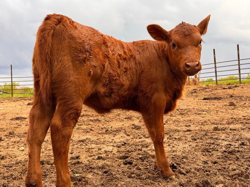 Red Angus calf standing in a muddy fenced pasture under an overcast sky