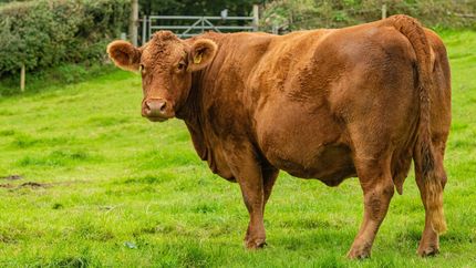 Brown-and-white cows grazing in a green pasture, one cow with its head lowered.