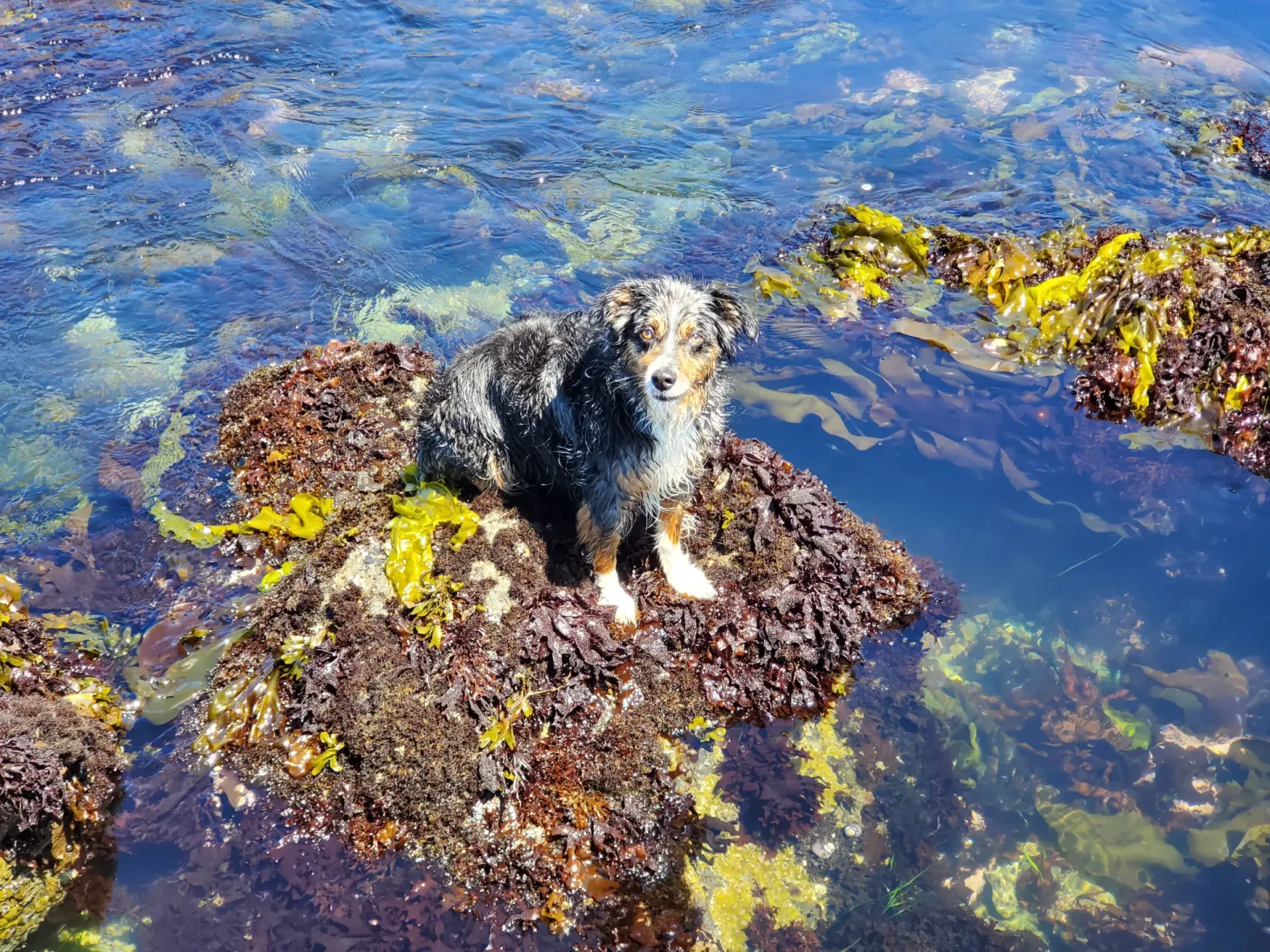 Chaco in the Ocean
