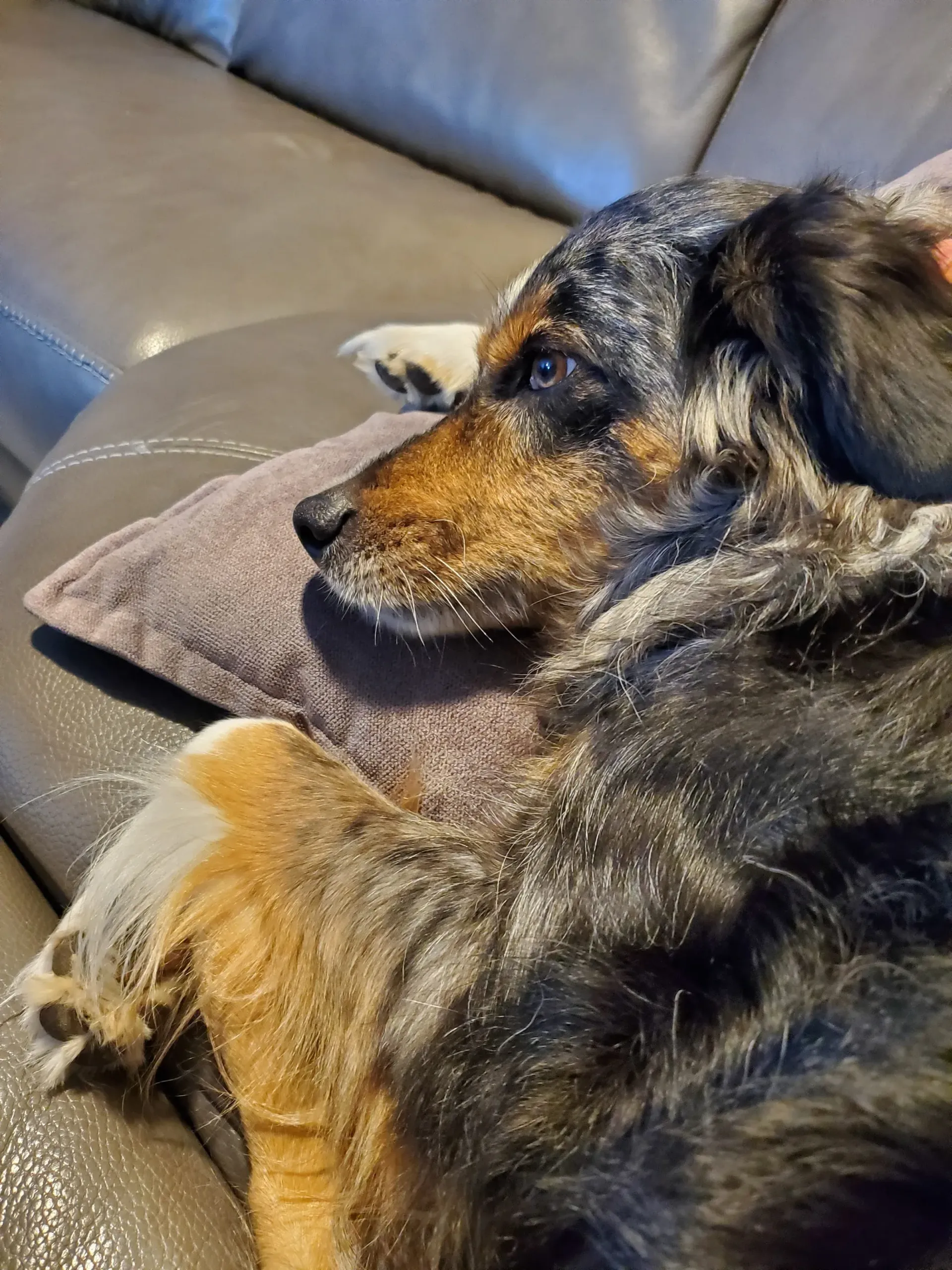 Chaco watching TV