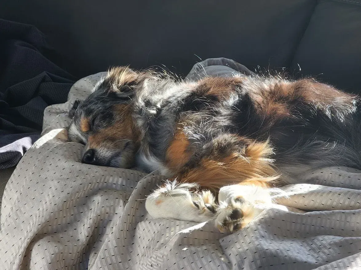 Chaco on a blanket