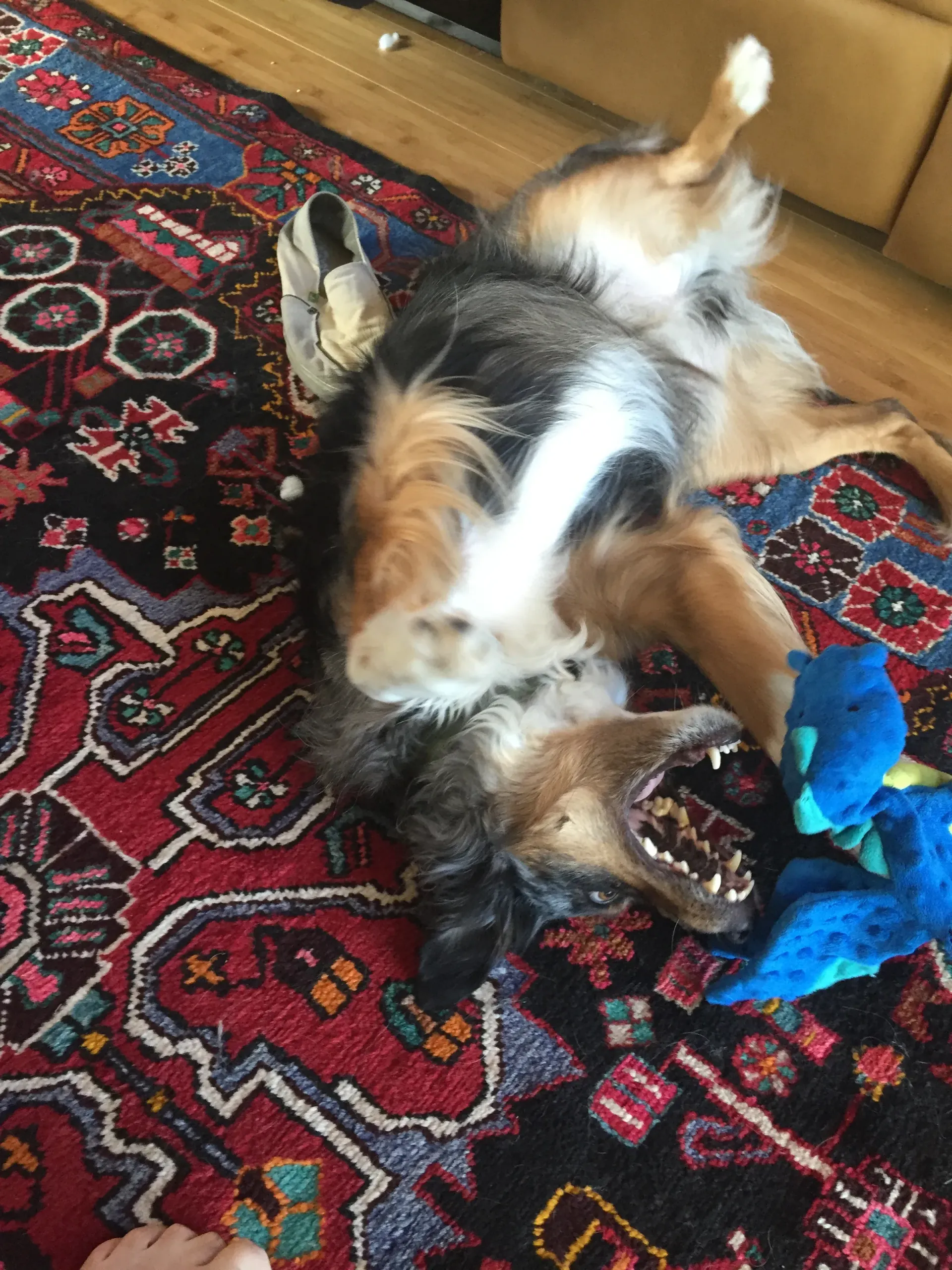 Chaco Playing