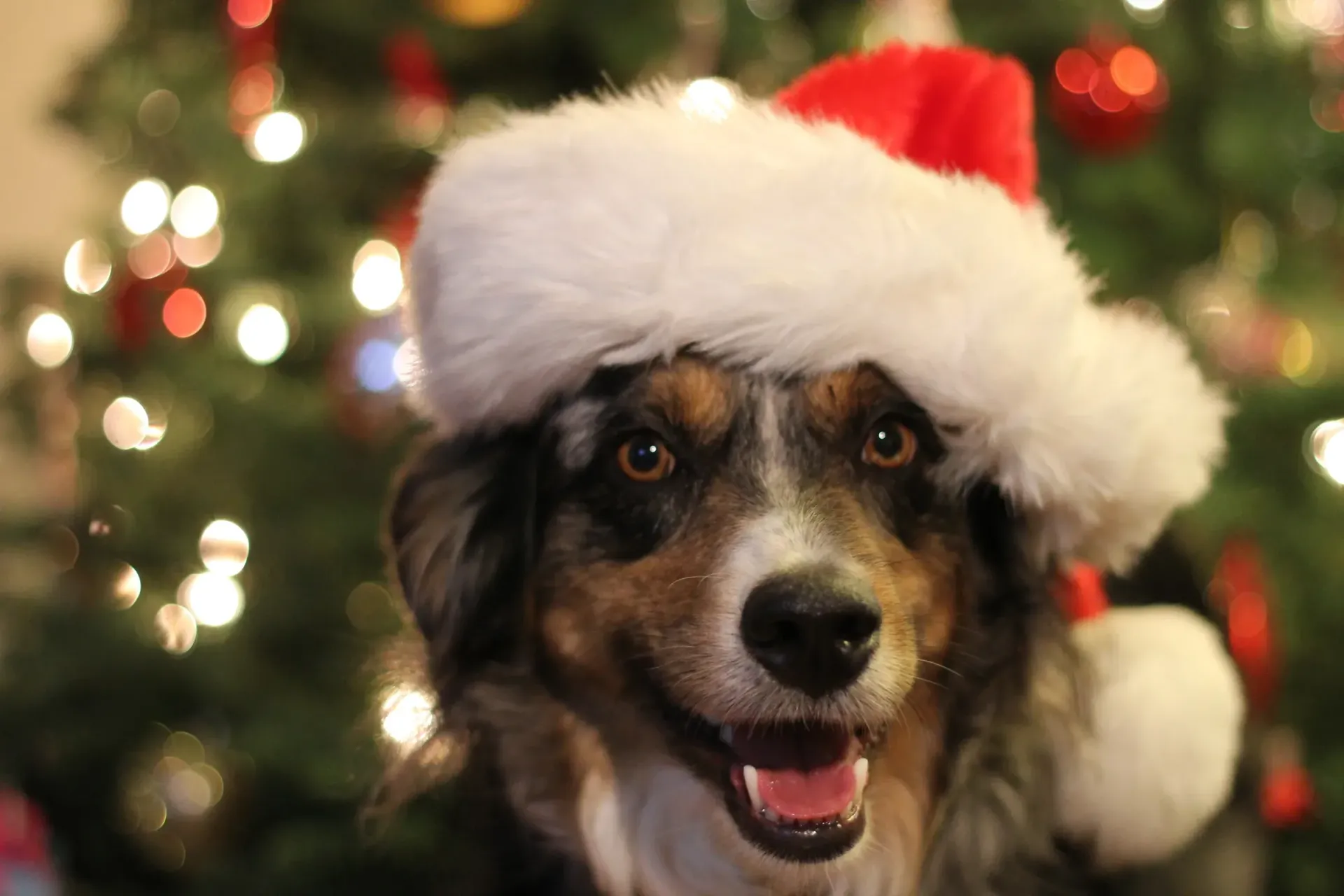 Christmas Chaco