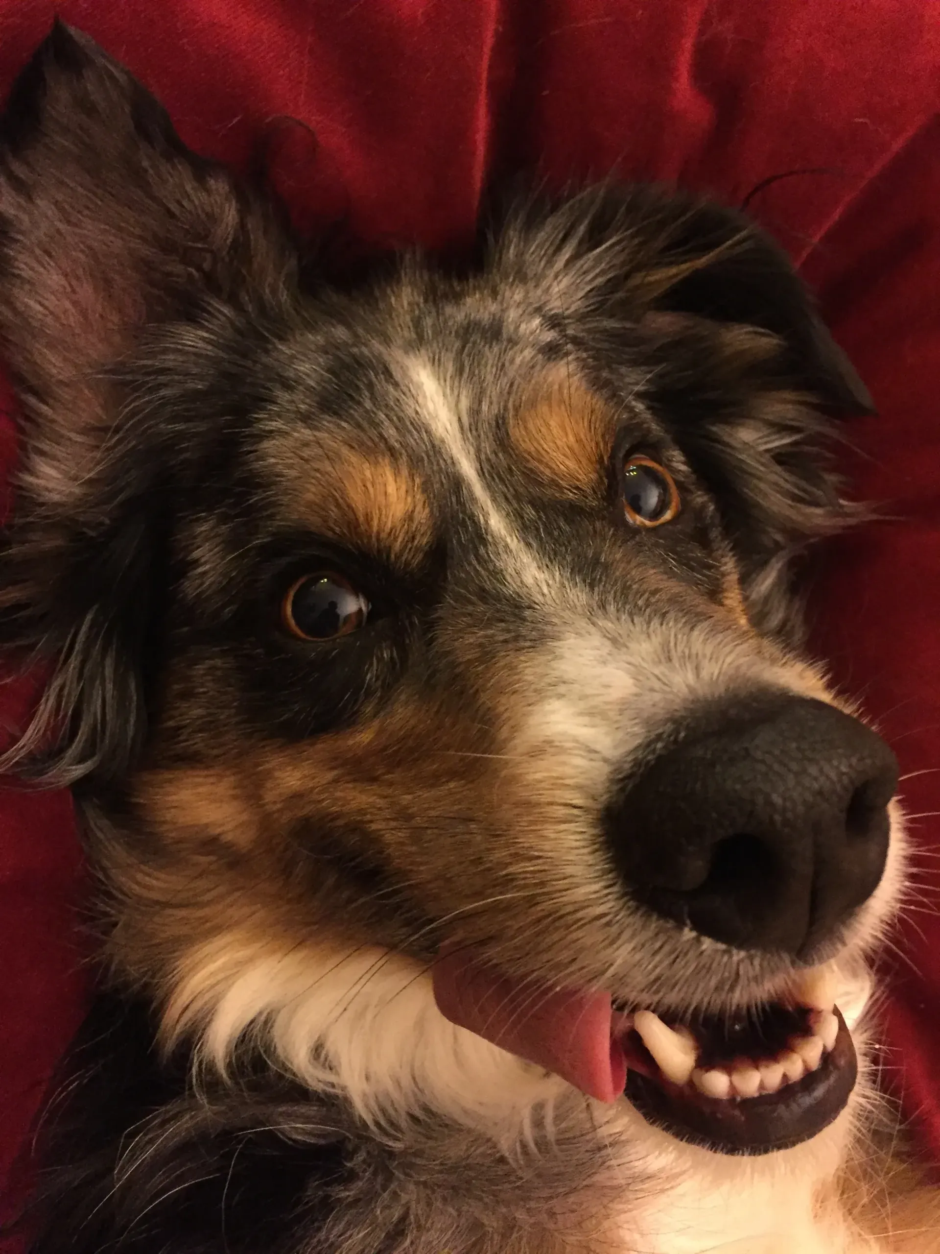 Chaco on a pillow