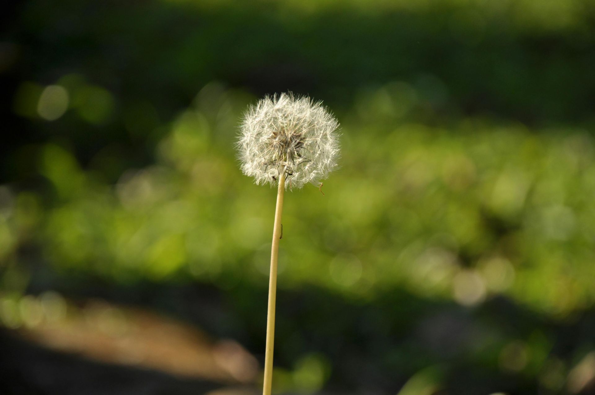 A close up of a dandelion with a green background.