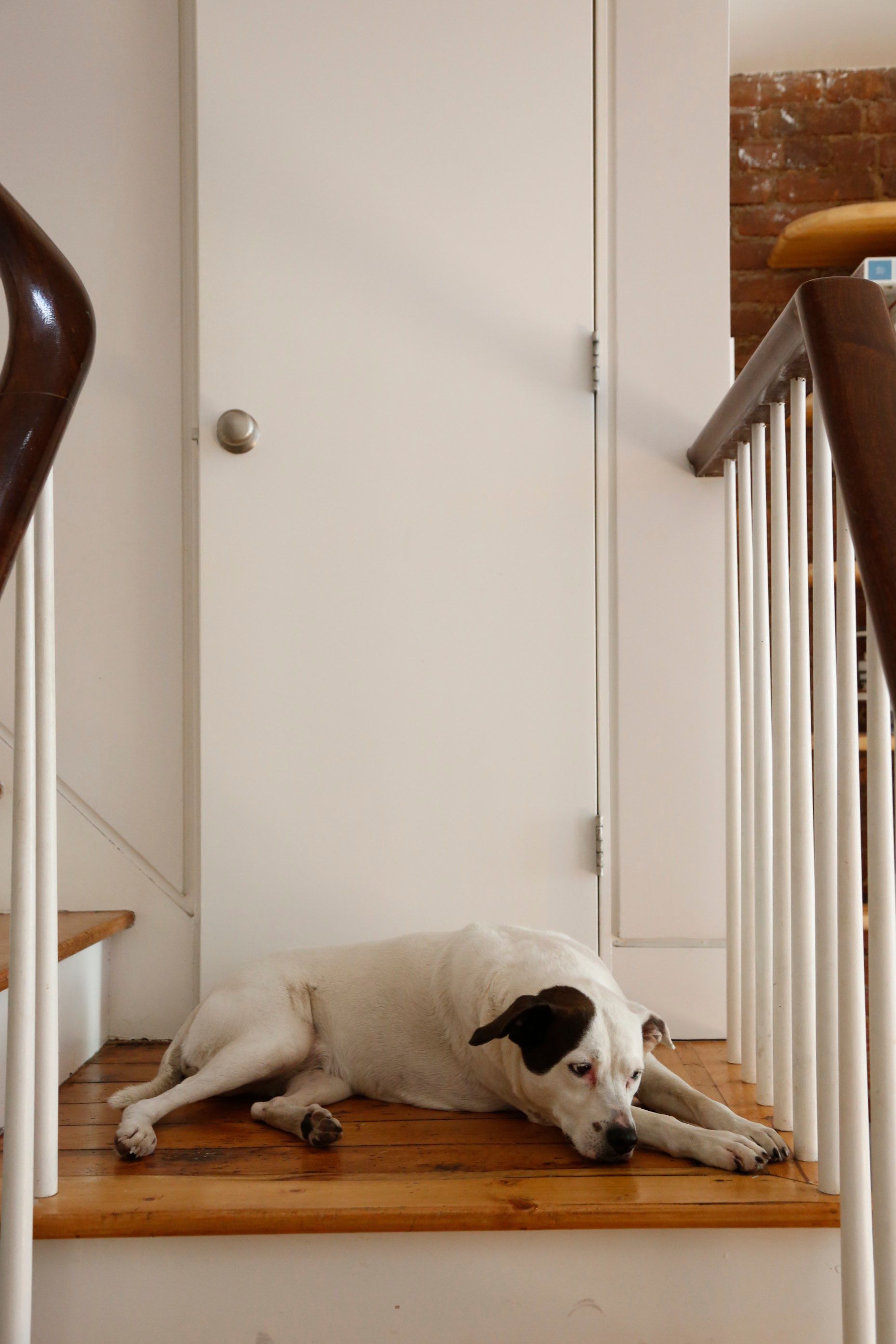 A dog is laying on the steps of a staircase.